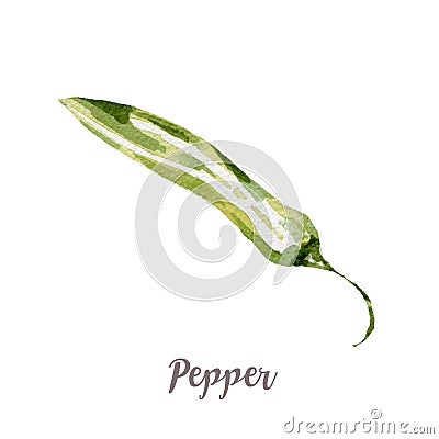 Watercolor hand drawngreen pepper. Isolated vegetable illustration on white background Cartoon Illustration