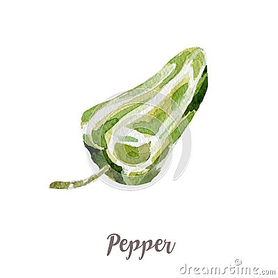 Watercolor hand drawngreen pepper. Isolated vegetable illustration on white background Cartoon Illustration