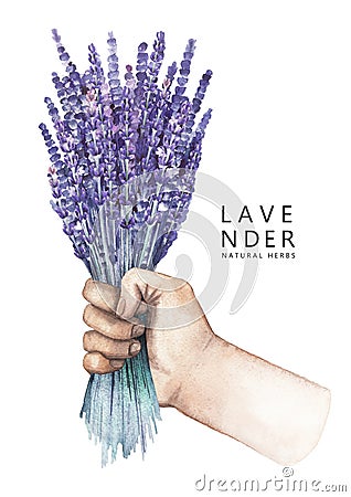 Watercolor hand with lavender bouquet Stock Photo