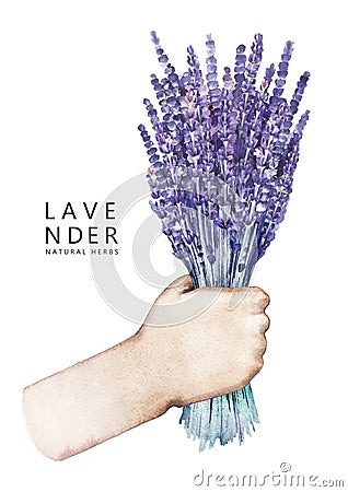 Watercolor hand with lavender bouquet Stock Photo