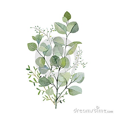 Watercolor hand painted bouquet eucalyptus and green plants. Frolar branches and leaves isolated on white background. Greenery il Cartoon Illustration