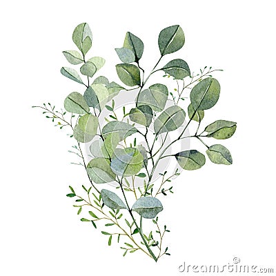 Watercolor hand painted bouquet silver dollar eucalyptus and green plants. Frolar branches and leaves isolated on white background Cartoon Illustration