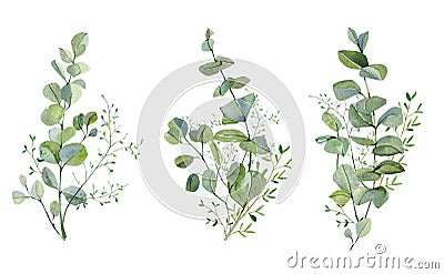 Watercolor hand painted bouquet silver dollar eucalyptus and green plants set. Greenery plants and nature eco design frolar Cartoon Illustration