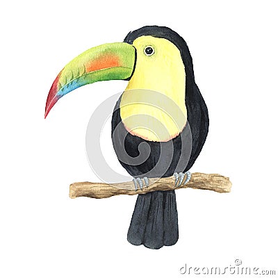 Watercolor colorful tropical toucan Stock Photo