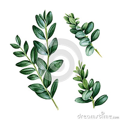 Watercolor hand painted green set with buxus leaves. Floral illustration of natural boxwood branches isolated on white background Cartoon Illustration