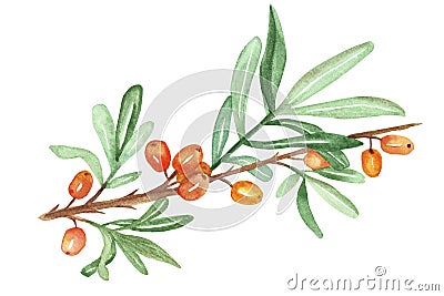 Watercolor hand painted nature autumn garden illustration with orange sea buckthorn berries and green leaves on brown branch Cartoon Illustration