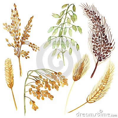 Watercolor hand painted nature field plants set with yellow, green and wheat, oats, barley, millet grain cereals collection Stock Photo