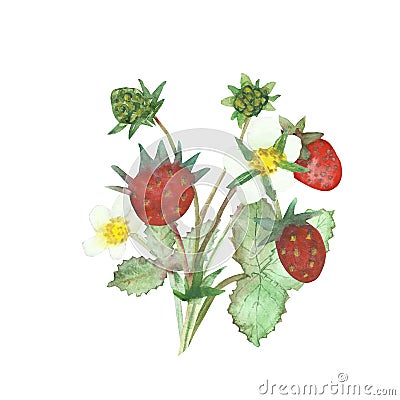 Watercolor hand painted nature floral berry summer composition with red wild strawberries, white blossom flowers and green leaves Stock Photo