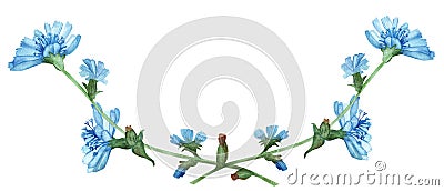 Watercolor hand painted nature floral composition with light blue chicory flowers and buds on branches wreath bouquet Stock Photo