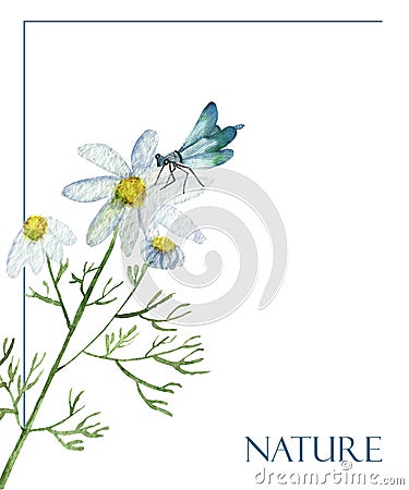Watercolor hand painted nature floral wild insect composition frame with white chamomile blossom flowers, green branches, blue dra Stock Photo
