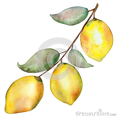 Watercolor hand painted nature fruit citrus composition with yellow three lemons Stock Photo