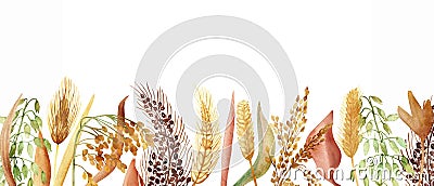 Watercolor hand painted nature grain fields plants set line with yellow, green and wheat, oats, barley, millet grain cereals Stock Photo