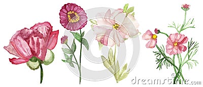 Watercolor hand painted nature romantic floral set composition with different four pion, zinnia and loach flowers Stock Photo