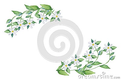 Watercolor hand painted openwork frame bergamot plant, with white flowers on the branches with green leaves. Stock Photo