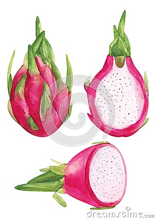 Watercolor hand painted pink dragon fruit. Jucy raw exotic Petahaya set. Tropical sweet fresh fruit isolated on white Stock Photo