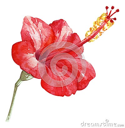 Watercolor hand painted red hibiscus. exotic fragrant flower. Tropical flower isolated on white Stock Photo