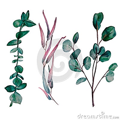 Watercolor hand painted set of 3 eucalyptus branches Cartoon Illustration