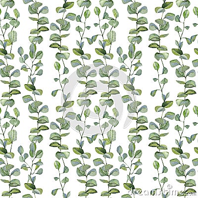 Watercolor hand painted silver dollar eucalyptus pattern . Greenery branches and leaves isolated on white seamless background. Fl Cartoon Illustration