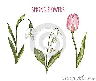 Watercolor hand painted spring flowers in bloom. Snowdrop, tulip flower, Lily of the valley, isolated. Botanical illustration Cartoon Illustration