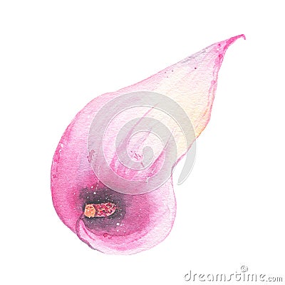 Watercolor hand painted tropical flower pink calla lily isolated on white background Cartoon Illustration