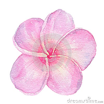 Watercolor hand painted tropical flower pink frangipani isolated on white background Cartoon Illustration