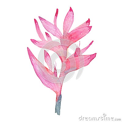 Watercolor hand painted tropical flower pink heliconia isolated on white background Cartoon Illustration