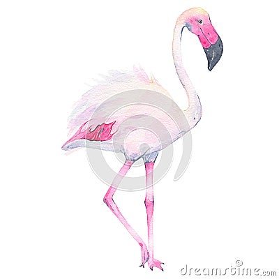 Watercolor hand painted tropical pink flamingo isolated on white background Cartoon Illustration