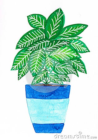 Watercolor handmade colorful dieffenbachia in a blue pot Stock Photo