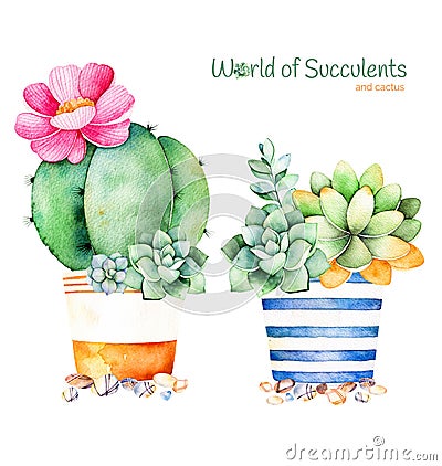 Watercolor handpainted succulent plant in pot and pebble stone Stock Photo