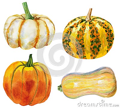 Set of four pumpkins on isolated white background, watercolor illustration, hand drawing Cartoon Illustration