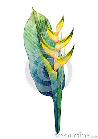 Watercolor heliconia bouquet Stock Photo