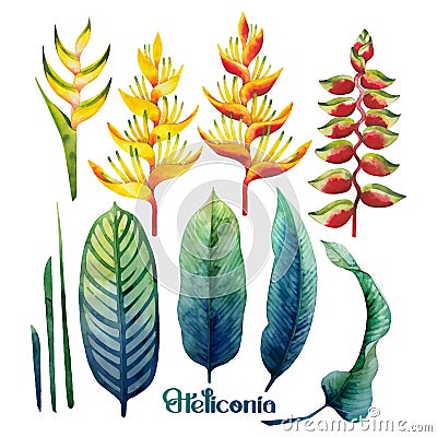 Watercolor heliconia collection Vector Illustration