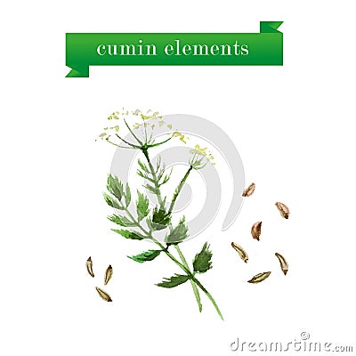 Watercolor herbs collection of cumin Vector Illustration