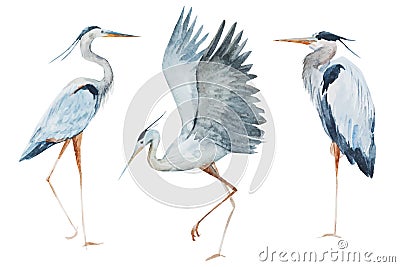 Watercolor heron birds Vector Illustration