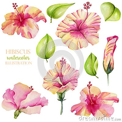 Watercolor hibiscus flowers and leaves collection Stock Photo