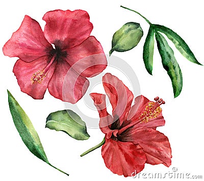 Watercolor hibiscus set. Hand painted red flowers and greenery leaves isolated on white background. Floral illustration Cartoon Illustration