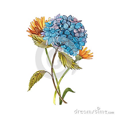 Watercolor hidrungea. Wild flower set isolated on white. Botanical watercolor illustration, hidrungea bouquet, rustic Cartoon Illustration