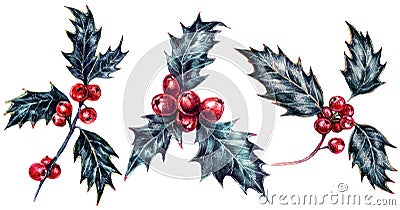 Watercolor Holly Berries Christmas Plant Isolated on White Stock Photo