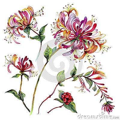 Watercolor Honeysuckle Composition Isolated on White Vector Illustration