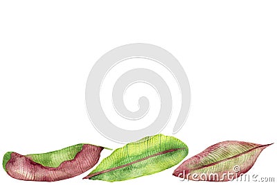 Tropical watercolor composition, red, yellow and green banana leaves, with streaks, isolated on a white background, for invitation Stock Photo
