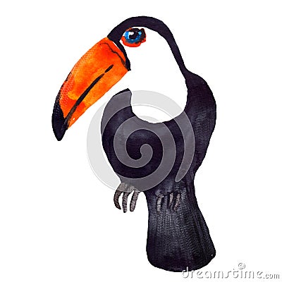 Watercolor hyper-realistic birds of the tropics of Asia - black and white toucan Stock Photo