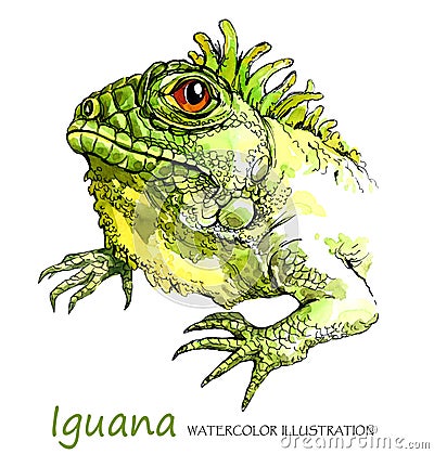 Watercolor Iguana on the white background. Exotic animal. Cartoon Illustration