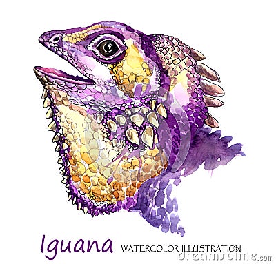 Watercolor Iguana on the white background. Exotic animal. Cartoon Illustration