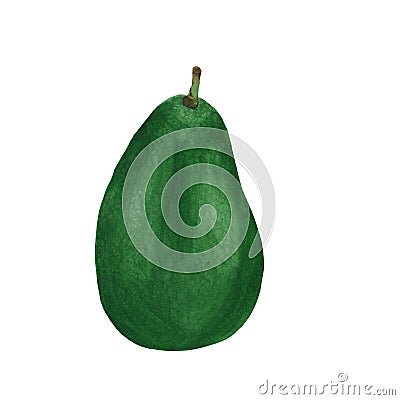 Watercolor illustrated avocado with branch. isolated on white background Botanical hand drawn illustration Stock Photo