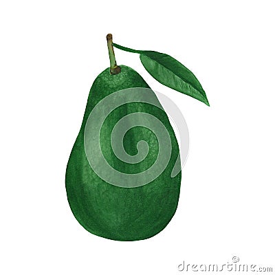 Watercolor illustrated avocado with leaf. isolated on white background Botanical hand drawn illustration Stock Photo