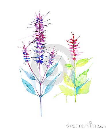 Watercolor illustration of abstract lavender flowers. Isolated on white background Cartoon Illustration