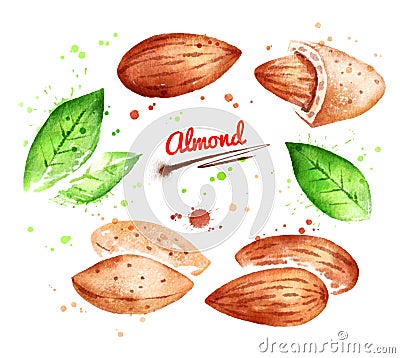 Watercolor illustration of almond nut Cartoon Illustration