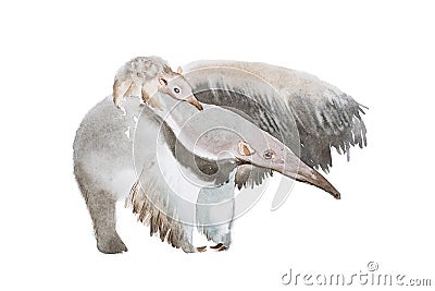 Watercolor illustration of anteater family mother and a baby Cartoon Illustration