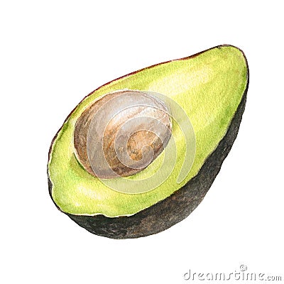 Watercolor illustration of appetizing green sliced hass avocado with pit, isolated Cartoon Illustration