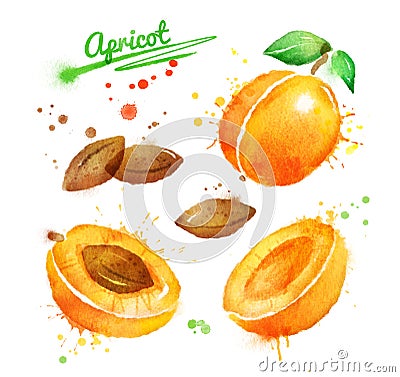 Watercolor illustration of apricot Cartoon Illustration